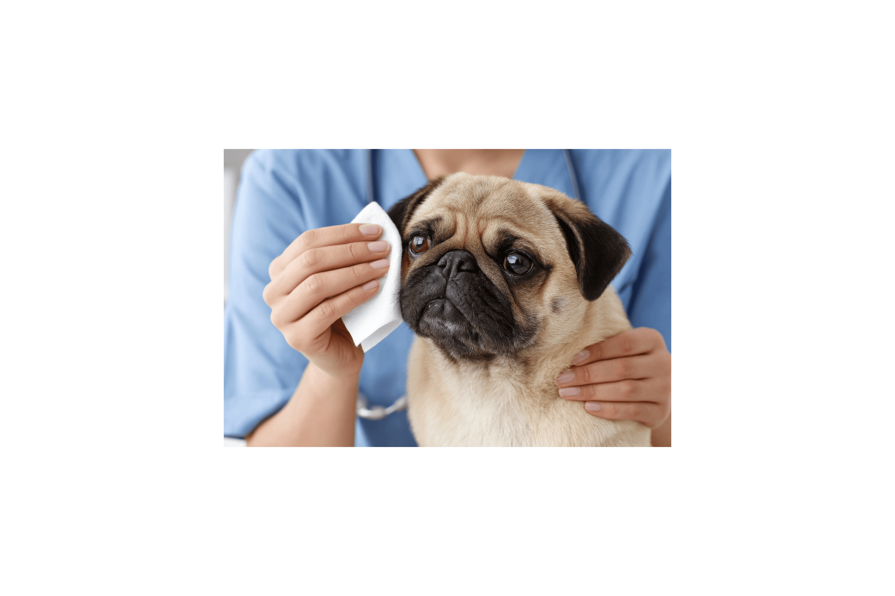 Squishface Wrinkle Wipes for Dogs Review - The Fussy Pup