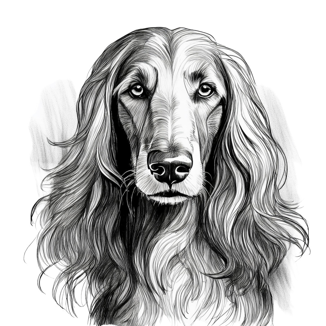 Afghan Hound