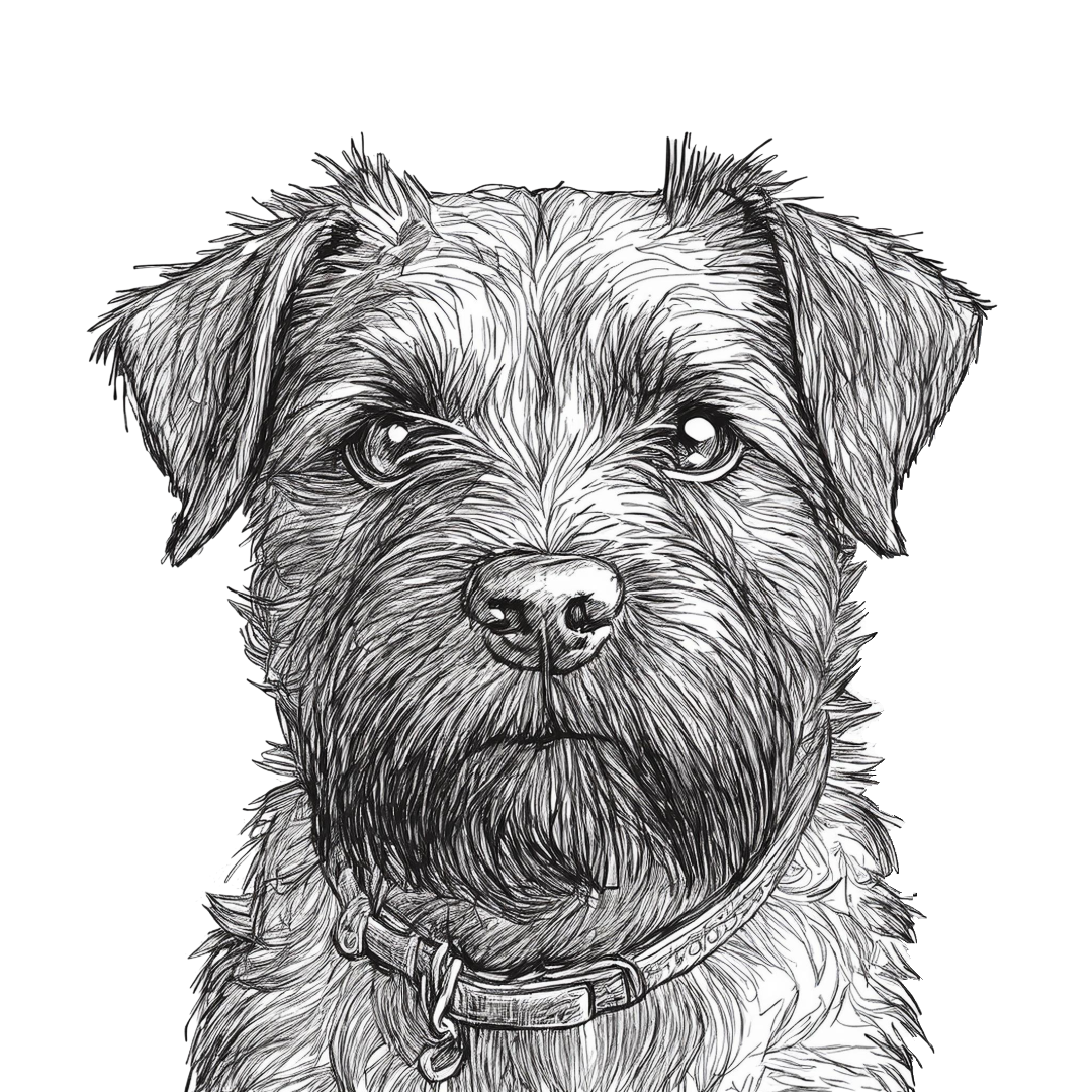 Border Terrier