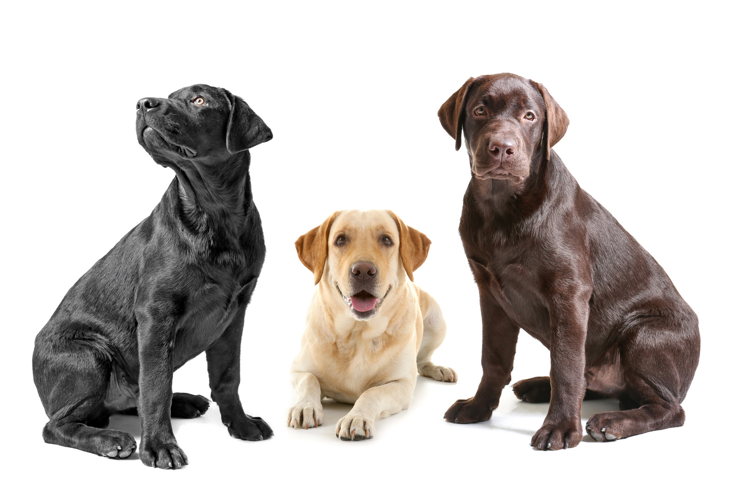 Chocolate Lab, Yellow Lab, and Black Lab sitting on white background.