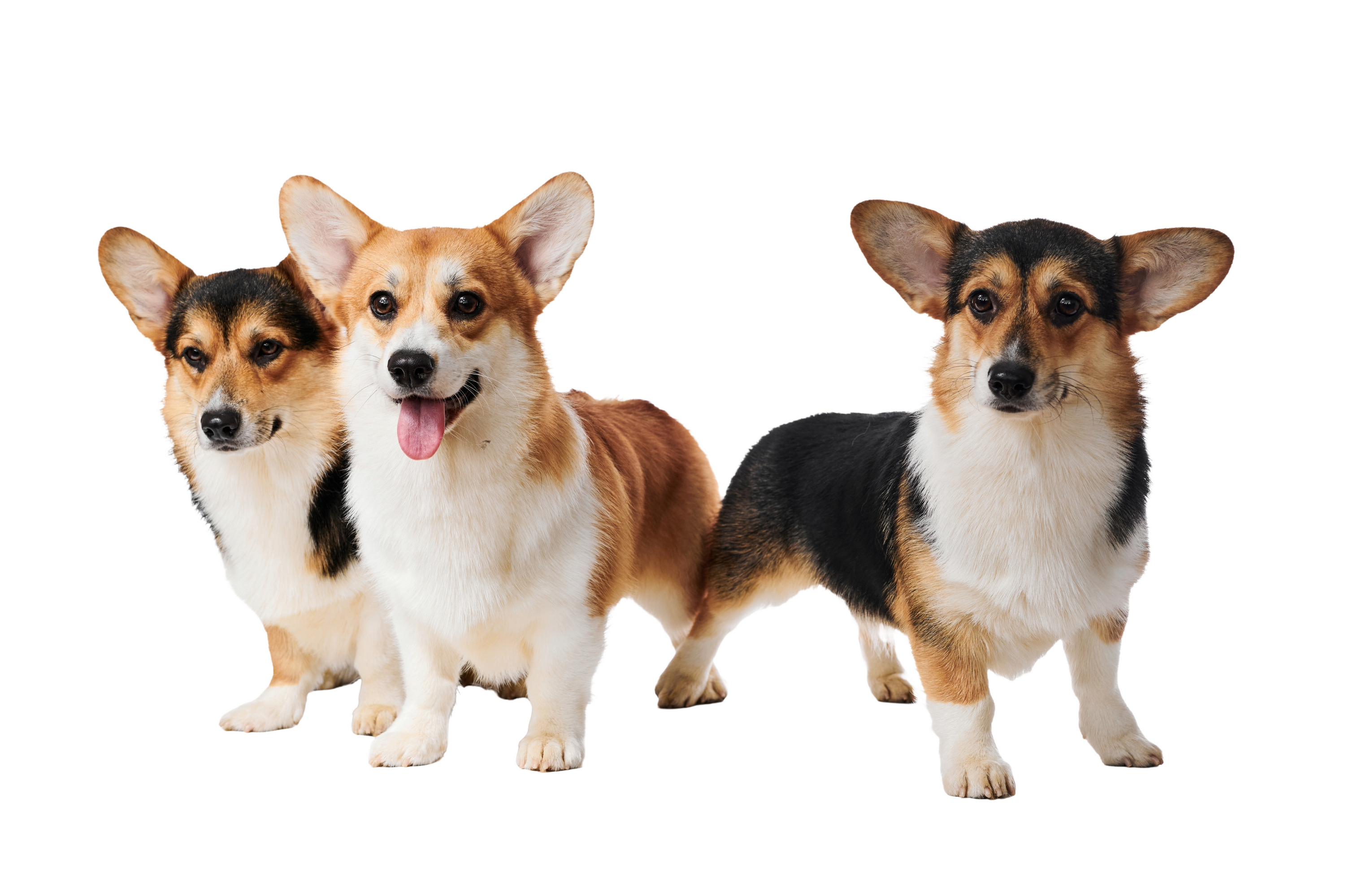 Pembroke Welsh Corgis: Spirited Sidekicks with Regal Roots — The Fussy Pup